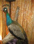  Peacock Full Body Taxidermy Mount