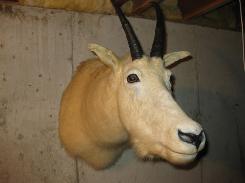 Mountain Goat Mount