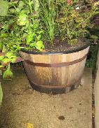 Old Whiskey Barrel Planters