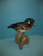 Waterfowl Taxidermy Mounts