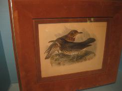 Audubon Bird Prints