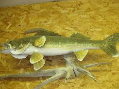 Walleye Taxidermy Mounts 
