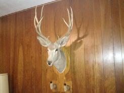 White Tail Deer Mount