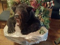  Black Bear Mount