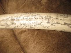 Scrimshaw 1841 Dead Walrus Tusk 