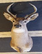 White Tail Deer Mount 