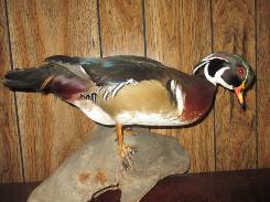 Mounted Wood Ducks