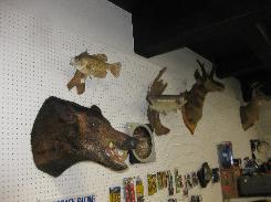 Deer & Wild Animal Mounts