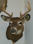 White Tail Buck Deer Mounts 