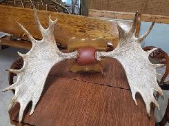 Moose Antler Mount