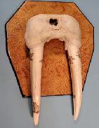 Alaskan Walrus Scrimshaw Tusks 