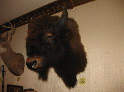 American Buffalo Mount