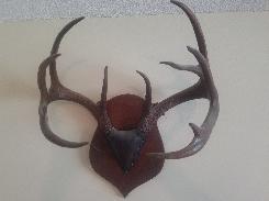 11 pt. Mounted White Tail Deer Rack