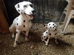 Dalmatian Collection