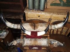 (3) Sets of Texas Longhorn Steers