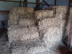 Square Bales of Alfalfa Hay