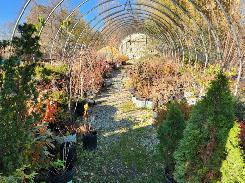 Ornamental Trees & Shrubs