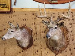 Whitetail Deer Mounts