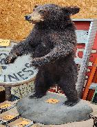 Old Black Bear Mount