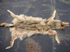 Coyote & Fox Hides