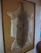 South African Impala Skin 