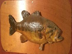 Small Mouth Bass 19 Mount