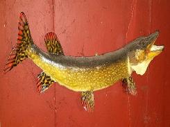 Nothern Pike 33 Mount