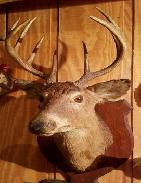 Whitetail Deer Mounts