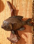 Bluegill Fish Mounts