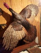Full Body Flying Turkey Mount