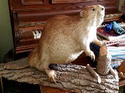 Full Body Beaver Taxidermy Mount