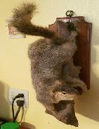 Red Squirel Mount