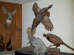 Animal & Game Mounts