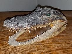 Alligator Head