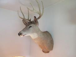 Whitetail Buck Mount