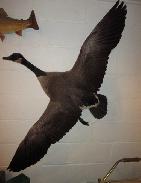 Canadian Goose Mount