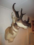 Pronghorn Antelope Mounts