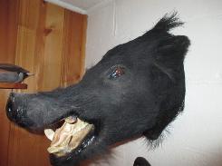 Black Boar Mount