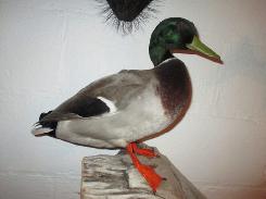 Duck Mounts