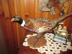 Pheasant Mount