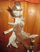 Squirrel Mounts