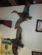 Blue Wing Teal Duck Mounts
