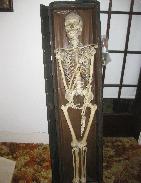  Human Medical Skeleton
