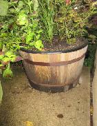 Old Whiskey Barrel Planters