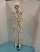 Display Skeleton 