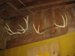 Whitetail Deer Mounts & Steer Horns