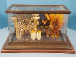 Moth & Butterfly Display Under Glass 