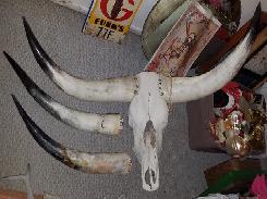 Texas Long Horns