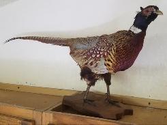 Taxidermy Pheasant 