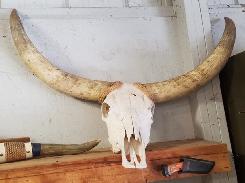 Texas Long Horn & Skull 